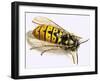 Wasp-null-Framed Giclee Print