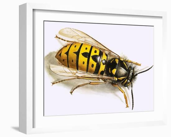 Wasp-null-Framed Giclee Print