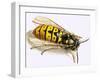 Wasp-null-Framed Giclee Print