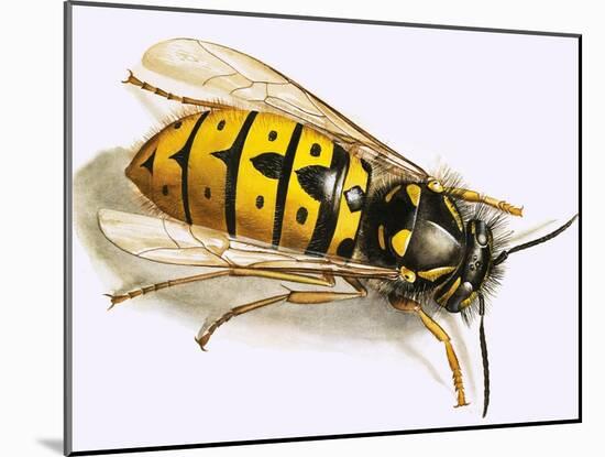 Wasp-null-Mounted Giclee Print