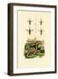 Wasps, 1833-39-null-Framed Giclee Print