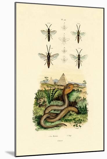 Wasps, 1833-39-null-Mounted Giclee Print