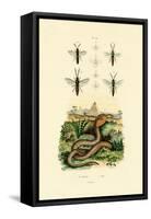 Wasps, 1833-39-null-Framed Stretched Canvas