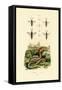 Wasps, 1833-39-null-Framed Stretched Canvas