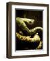 Watched-Clive Nolan-Framed Photographic Print