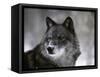 Watchful 1-Art Wolfe-Framed Stretched Canvas
