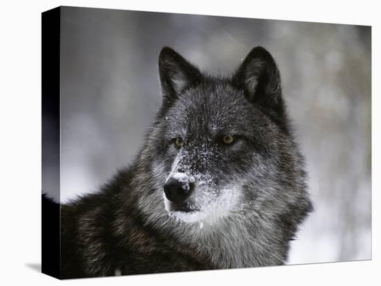 Watchful 1-Art Wolfe-Stretched Canvas