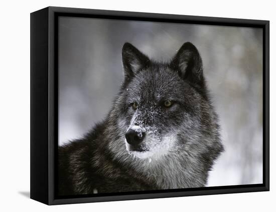 Watchful 1-Art Wolfe-Framed Stretched Canvas