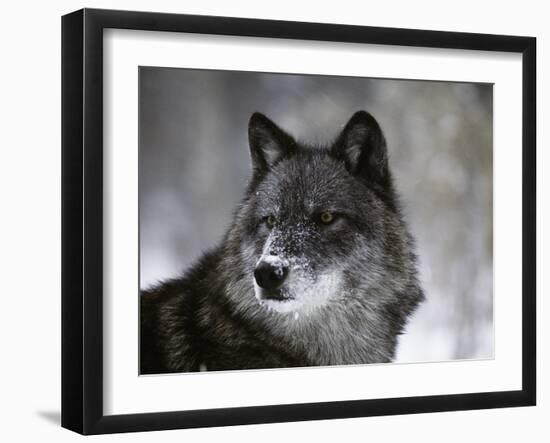 Watchful 1-Art Wolfe-Framed Premium Photographic Print