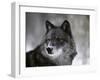 Watchful 1-Art Wolfe-Framed Premium Photographic Print