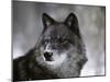 Watchful 1-Art Wolfe-Mounted Premium Photographic Print