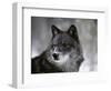 Watchful 1-Art Wolfe-Framed Photographic Print