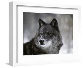Watchful 1-Art Wolfe-Framed Photographic Print