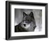 'Watchful 1' Photographic Print - Art Wolfe | AllPosters.com