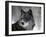 Watchful 1-Art Wolfe-Framed Photographic Print