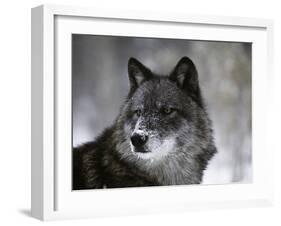 Watchful 1-Art Wolfe-Framed Photographic Print