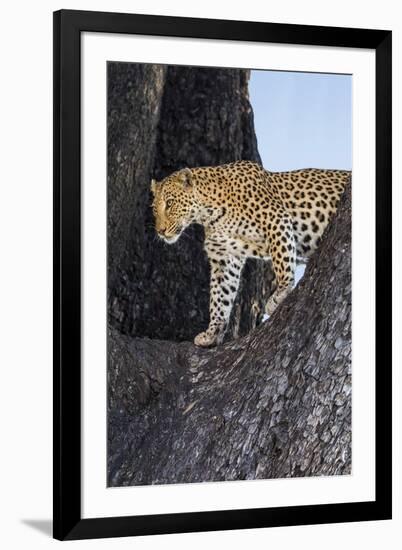 Watchful Approach-Nigel Pavitt-Framed Giclee Print