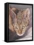 Watchful-Janet Pidoux-Framed Stretched Canvas