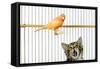 Watching Caged Canary Bird, Licking Lips-null-Framed Stretched Canvas