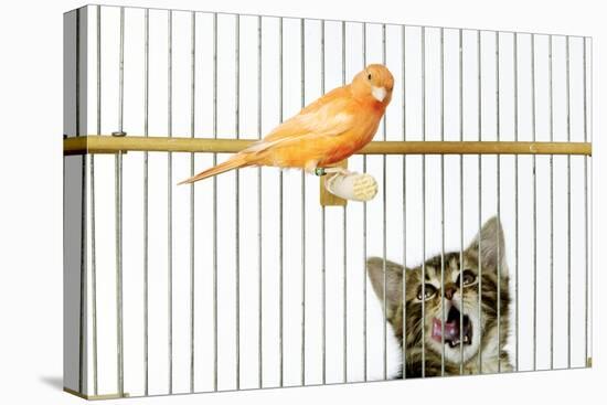 Watching Caged Canary Bird, Licking Lips-null-Stretched Canvas