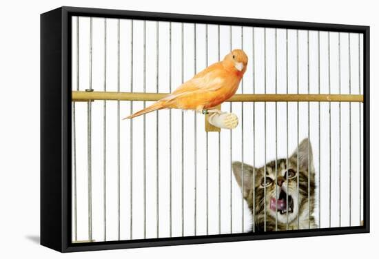 Watching Caged Canary Bird, Licking Lips-null-Framed Stretched Canvas