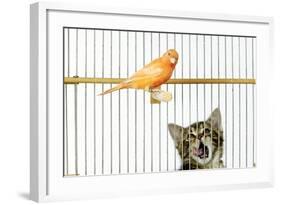 Watching Caged Canary Bird, Licking Lips-null-Framed Photographic Print