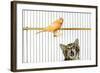 Watching Caged Canary Bird, Licking Lips-null-Framed Photographic Print
