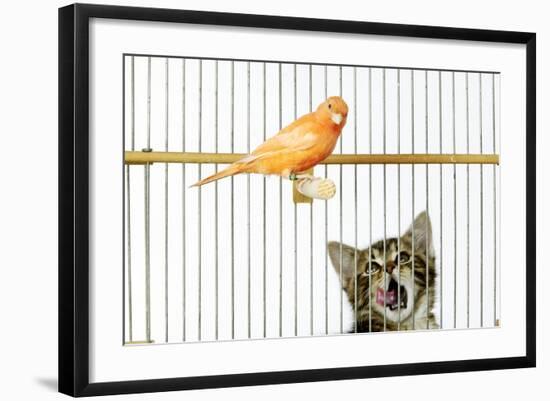 Watching Caged Canary Bird, Licking Lips-null-Framed Photographic Print