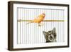 Watching Caged Canary Bird, Licking Lips-null-Framed Photographic Print