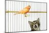 Watching Caged Canary Bird, Licking Lips-null-Mounted Photographic Print