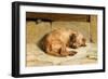 Watching Dog, 1875 (Oil on Canvas)-Briton Riviere-Framed Giclee Print