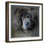 Watching Master Blue Chow Chow-Jai Johnson-Framed Giclee Print