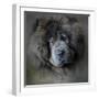 Watching Master Blue Chow Chow-Jai Johnson-Framed Giclee Print