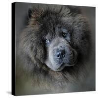 Watching Master Blue Chow Chow-Jai Johnson-Stretched Canvas