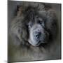 Watching Master Blue Chow Chow-Jai Johnson-Mounted Premium Giclee Print