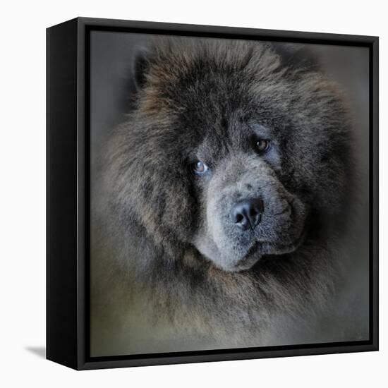 Watching Master Blue Chow Chow-Jai Johnson-Framed Stretched Canvas