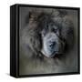 Watching Master Blue Chow Chow-Jai Johnson-Framed Stretched Canvas