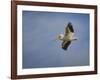 Watching the World from Above-Jai Johnson-Framed Giclee Print