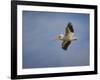 Watching the World from Above-Jai Johnson-Framed Giclee Print