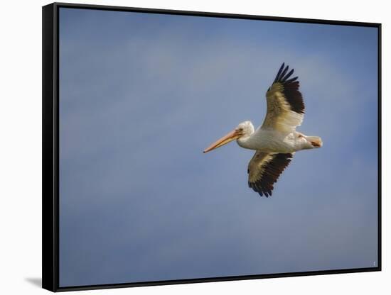 Watching the World from Above-Jai Johnson-Framed Stretched Canvas