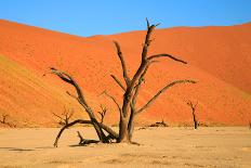 Dead Tree in Sossusvlei-watchtheworld-Framed Photographic Print