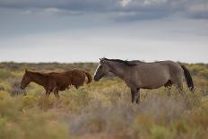 Wild Horses in Utah-watchtheworld-Photographic Print