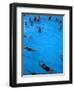 Water Aerobics in Pool at Kowloon Park, Hong Kong-Oliver Strewe-Framed Photographic Print