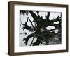 Water and Tree Reflection, 1968-Brett Weston-Framed Photographic Print