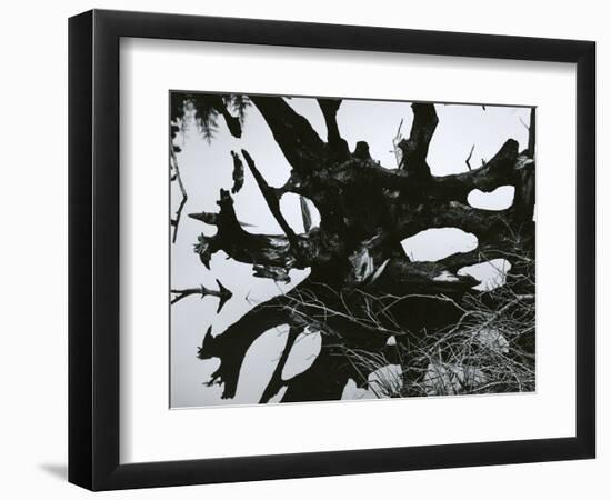 Water and Tree Reflection, 1968-Brett Weston-Framed Photographic Print