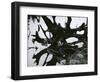 Water and Tree Reflection, 1968-Brett Weston-Framed Photographic Print