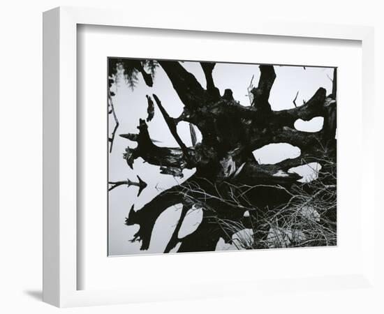 Water and Tree Reflection, 1968-Brett Weston-Framed Photographic Print