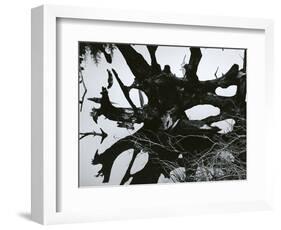 Water and Tree Reflection, 1968-Brett Weston-Framed Photographic Print