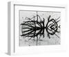 Water and Tree, Reflection, 1977-Brett Weston-Framed Photographic Print