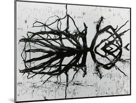 Water and Tree, Reflection, 1977-Brett Weston-Mounted Photographic Print